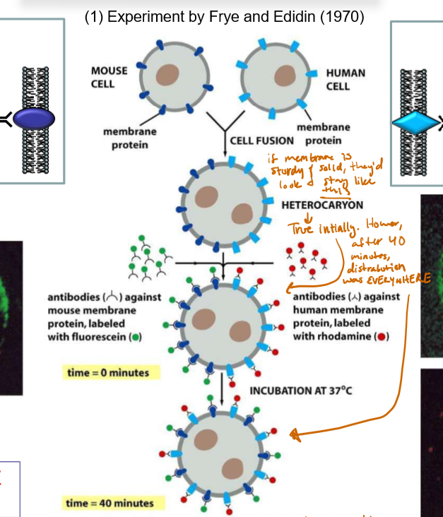 <p>A mouse cell with membrane proteins dyed green (and excited with blue light to fluoresce) and a human cell with membrane proteins dyed red (and excited with green light to fluoresce) were fused. If the membrane was stationary, the result would be a perfectly half-green-half-red cell. </p><p>Initially, it appeared to be this way, but after 40 minutes the cell proteins became dispersed throughout the membrane, supporting the idea the membrane was NOT stationary, but rather SLOSHY ASF.</p>