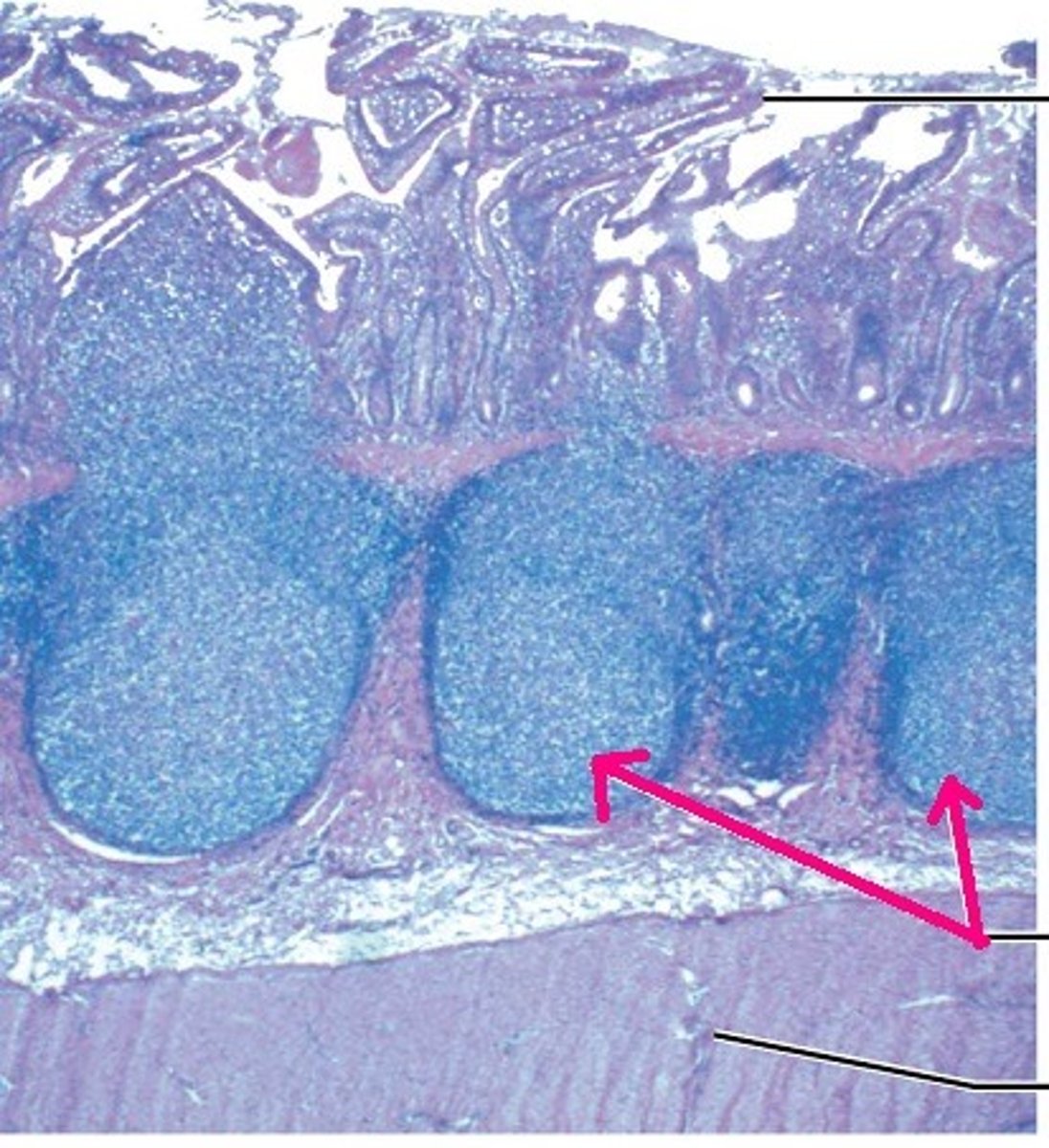 <p>peyer's patches: cells in intestine that produce antibodies</p>