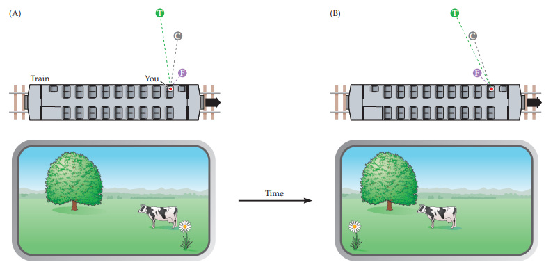 <p>depth cue based on head movement </p><p>geometric information obtained from an eye in two different positions at two different times is similar to the information from two eyes in different positions in the head at the same time </p>