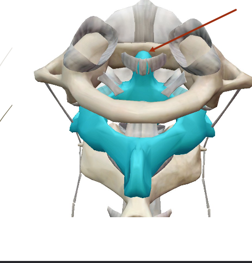 <p><strong>Atlantoaxial Joint (1)</strong></p>