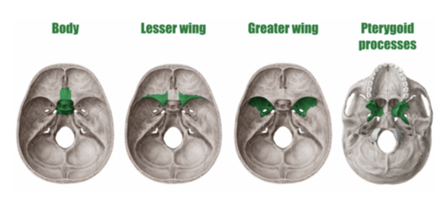 <p>Superior Views</p><p>- Body</p><p>- Lesser wing</p><p>- Greater wing</p><p>Inferior View</p><p>- Pterygoid processes</p>