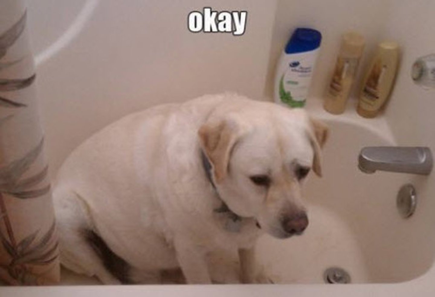 <p>accept something reluctantly but without protest</p>