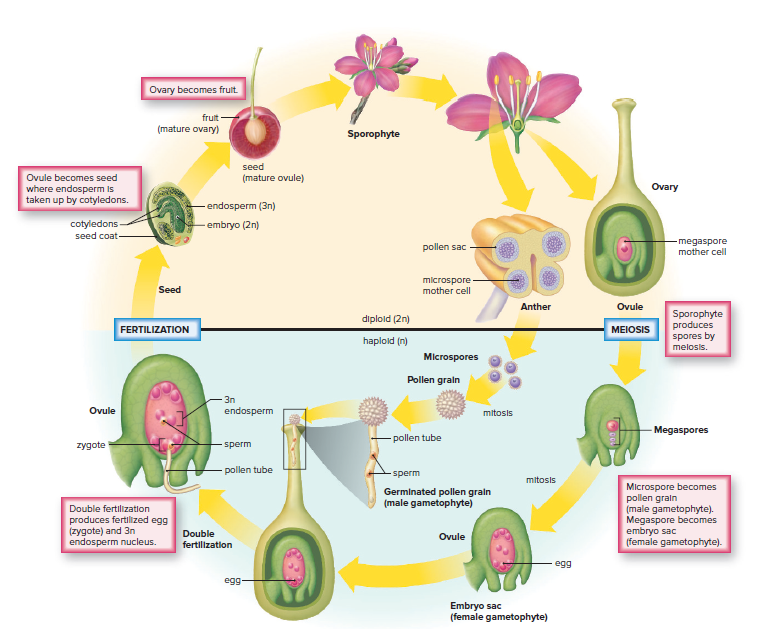 Life cycle of a flowering plant.