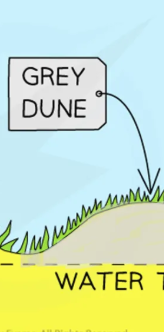 <ul><li><p>Grey dune</p></li><li><p>Have more protection &nbsp;</p></li><li><p>Sand is more protected from the wind and stabilised by vegetation</p></li><li><p>Fixed dunes&nbsp;</p></li><li><p>Soil improves</p></li></ul><p></p>