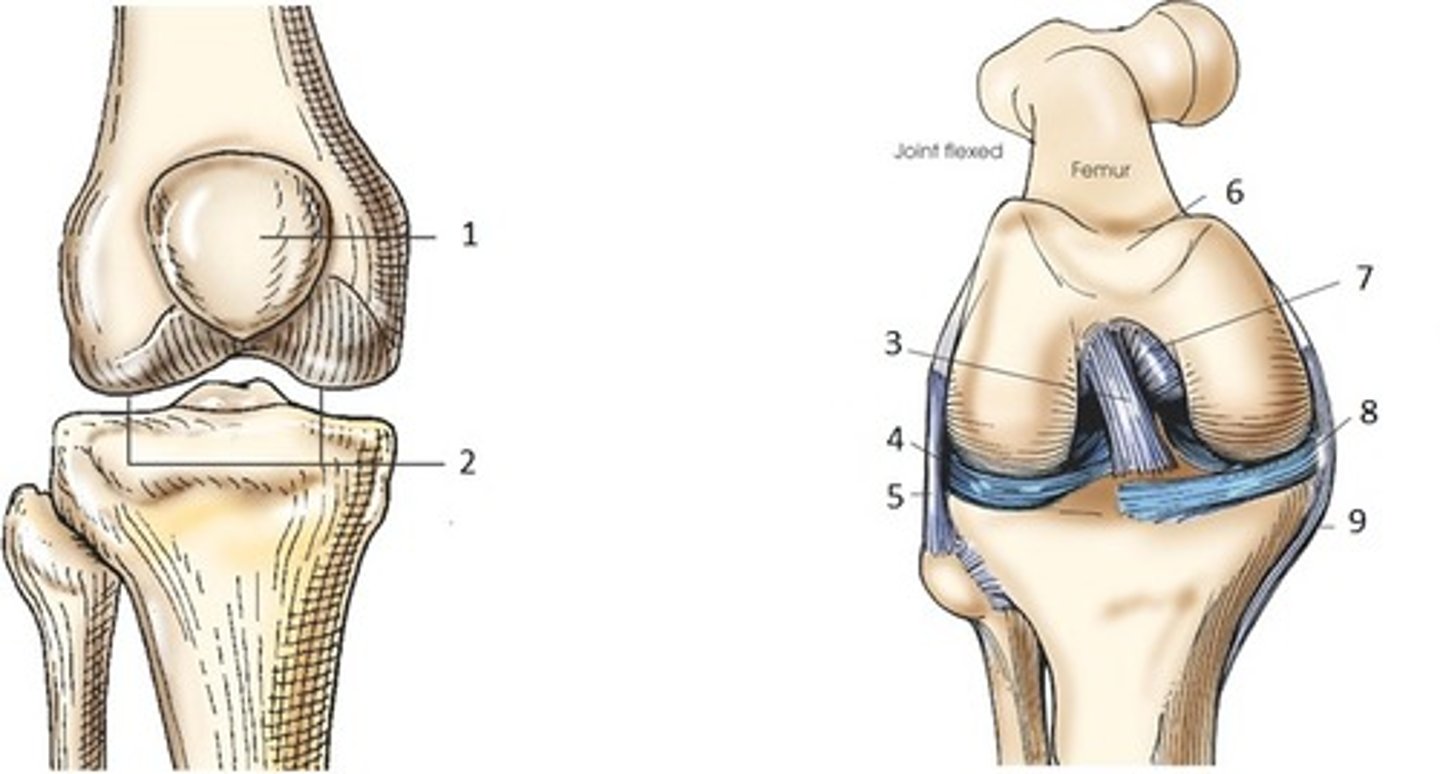 <p>allow movement mostly in one axis with limited rotation around a second axis</p><p>-formed by two convex condyles that articulate with concave or flat surfaces</p><p>ex: knee joint</p>
