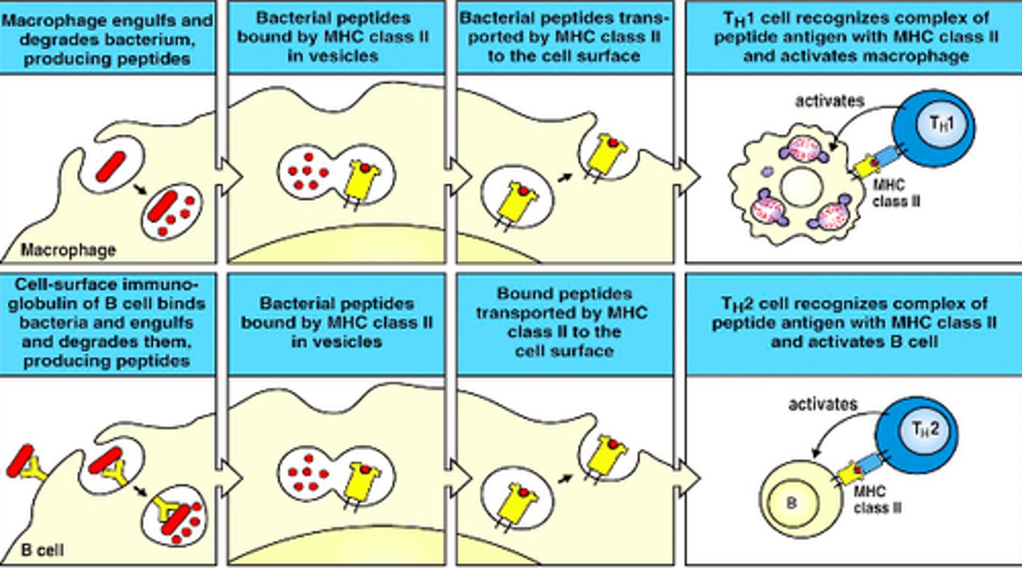 <p>Group of glycoproteins that identifies cells as a part of the body</p>