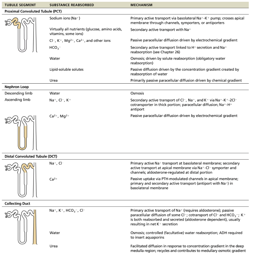<p><code>Proximal Convoluted Tubule</code></p><ul><li><p><strong>Site of MOST reabsorption</strong></p><ol><li><p>All nutrients, such as glucose and amino acids are reabsored</p></li><li><p>65% of Na+ and water reabsorbed</p></li><li><p>Ions</p></li><li><p>Almost all uric acid</p></li><li><p>About half of urea (later secreted back into filtrate</p></li></ol></li></ul><p><code>Nephron Loop</code></p><ul><li><p><strong>Descending limb</strong></p><ol><li><p>H<sub>2</sub>O can leave and Solutes cannot</p><ul><li><p>Thin segment is passive to Na+ movement</p></li></ul></li></ol></li><li><p><strong>Ascending limb</strong></p><ol><li><p>H<sub>2</sub>O cannot leave and Solutes can</p><ul><li><p>Thick segment has Na<sup>+</sup>-K<sup>+</sup>-2Cl<sup>-</sup> symporters and Na<sup>+</sup>-H<sup>+</sup> antiporters that transport Na+ into cell</p></li><li><p>Some Na+ can pass into cell by paracellular route in this area of limb</p></li></ul></li></ol></li></ul><p><code>Distal Convoluted Tubule &amp; Collecting Duct</code></p><ul><li><p><strong>Reabsorption is hormonally regulated in these areas</strong></p><ol><li><p>Antidiuretic hormone (ADH) </p></li><li><p>Aldosterone </p></li><li><p>Atrial natriuretic peptide </p></li><li><p>Parathyroid hormone </p></li></ol></li></ul><p></p>
