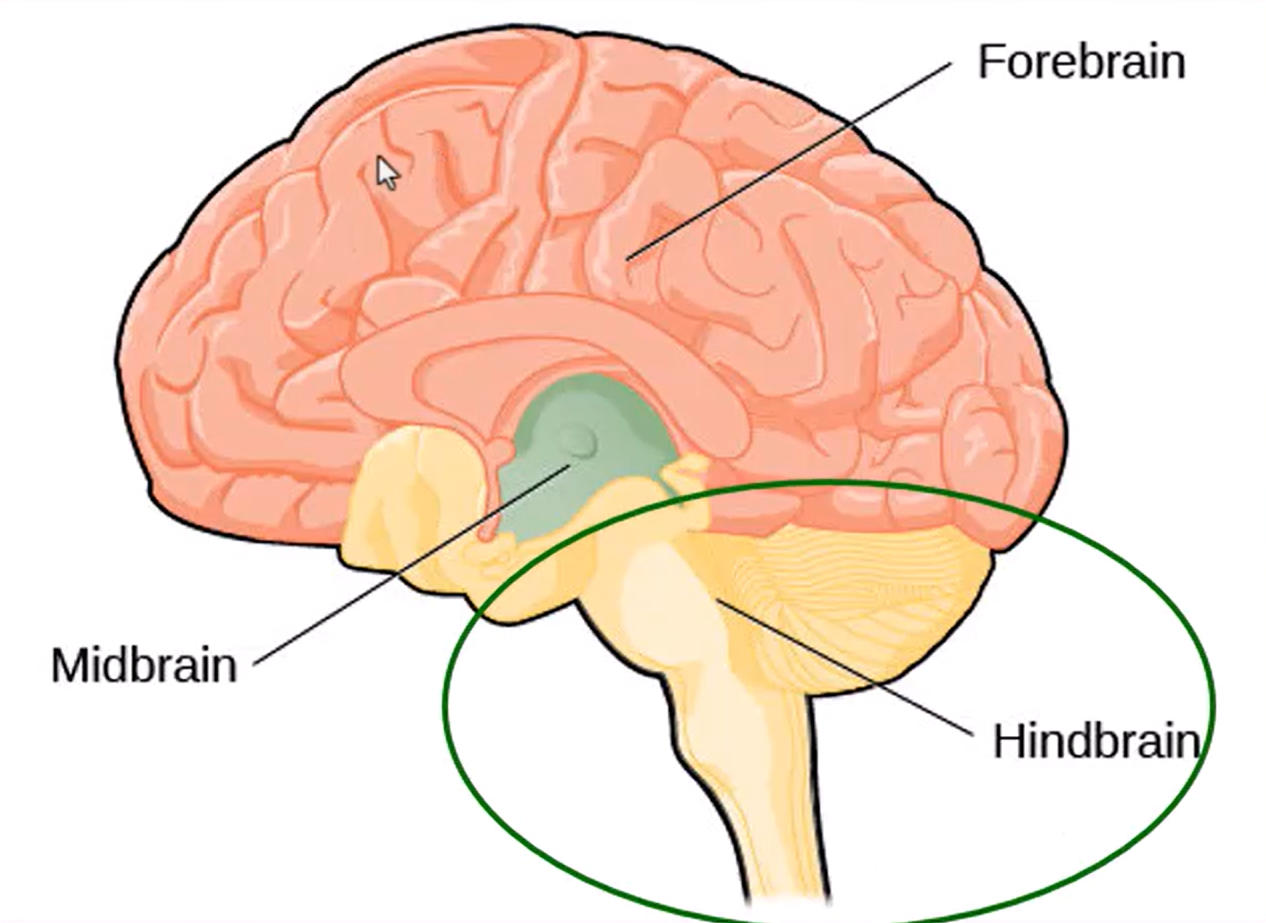 <p><strong><u>Hindbrain</u></strong></p><ol><li><p><strong>Medulla </strong>- controls automatic functions (vitals), reflexes like coughing, vomiting, sneezing</p></li><li><p><strong>Pons </strong>- bridge connects cerebellum and brain stem; contains fibers involved in sleep and arousal</p></li><li><p><strong>Cerebellum </strong>- “little brain”, controls complex motor movements</p></li><li><p><strong>Brain stem</strong> - connects spinal cord, most primitive structure, includes much of hindbrain and some midbrain</p></li></ol><p><strong><u>Midbrain</u></strong></p><p>Relays physiological messages from hindbrain to cognitive functions of forebrain (connects sensations to thoughts)</p><ol><li><p><strong>Substantia nigra </strong>- dopamine center</p></li><li><p><strong>Reticular formation</strong> - network of neurons/nerves, source of general alertness and consciousness</p></li></ol><p><strong><u>Forebrain</u></strong></p><ol><li><p><strong>Thalamus</strong> - relay station for all sensory messages (except smell)</p></li><li><p><strong>Hypothalamus</strong> - regulates hunger, thirst, sexual behavior, emotional behavior, internal body temp, etc</p></li><li><p><strong>Limbic system</strong> - accounts for emotional expression, memory, motivation</p><ol><li><p><strong>Amygdala </strong>- intense emotional responses like fear; links emotion to memories</p></li><li><p><strong>Hippocampus</strong> - stores new memories, gives internal map (navigational skills)</p></li></ol></li><li><p><strong>Cerebral Cortex (gray matter)</strong> - Higher mental processes of language, memory, thinking; four different lobes</p><ol><li><p><strong>Frontal lobes</strong></p><ol><li><p><strong>Motor area</strong> - controls voluntary movements</p></li><li><p><strong>Broca’s area</strong> - ability to <em>speak </em>language</p></li><li><p><strong>Frontal association areas</strong> - thinking, planning, impulse control (Ex: Phineas Gage personality changed after iron bar shot through head)</p></li></ol></li><li><p><strong>Parietal lobes</strong></p><ol><li><p><strong>Somatosensory area</strong> - touch, pressure, pain sensors; awareness of body placement</p></li></ol></li><li><p><strong>Temporal lobes</strong></p><ol><li><p><strong>Primary auditory cortex </strong>- hearing</p></li><li><p><strong>Wernicke’s area</strong> - ability to understand language</p></li></ol></li><li><p><strong>Occipital lobes</strong></p><ol><li><p><strong>Primary visual cortex</strong> - sight</p></li></ol></li></ol></li></ol><p></p>