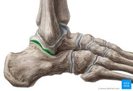 <p><span>between the </span>talus<span> and the </span>calcaneus</p>