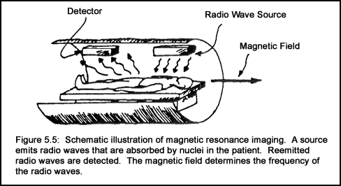 <p>READING 4</p><p style="text-align: start">MRI (Lab Manual Figure 5.5) stands for Magnetic Resonance Imaging, a medical imaging technique that gives very clear pictures. MRI exploits the fact that certain materials, when placed in a magnetic field, absorb and reradiate electromagnetic radiation that has a specific frequency. Like the radiation from a gas lamp, it is an example of line radiation. For MRI, the radiation is associated with the nucleus rather than the atom; this is why its original name is Nuclear Magnetic Resonance (NMR). The radiation is typically in the form of radio signals. Since the frequency of the emission is proportional to the magnetic field, spatial information is obtained by placing the subject in a spatially varying magnetic field; the frequency of the radio emission then becomes proportional to position in the subject. The intensity of the emission is proportional to the density of resonant nuclei. The magnetic resonance image is actually an array of pixels (bins or picture elements) showing the intensity of the radio signals originating from each tissue volume element within the body section [18, 19]. Paul Lauterbur and Peter Mansfield won the 2003 Nobel Prize in Physiology and Medicine for their development of MRI.</p><p style="text-align: start"><strong><u><span>For more information on the Nobel Prizes</span></u></strong></p><p style="text-align: start"><strong><u><span><img src="https://canvas.eee.uci.edu/assessment_questions/710875/files/7766137/download?verifier=mBjjq8hDhScXpzMFtr6uUPUwFENdlyhF4YCeBLcG" alt="Schematic illustration of magnetic resonance imaging" width="350" height="191"></span></u></strong>What is the similarity between MRI and radiation from a gas lamp?</p><p style="text-align: start">a) The radiation from both is created by a static magnetic field.</p><p>b) They are both examples of line radiation.</p><p>c) They are both examples of continuous spectrum radiation.</p><p>d) The radiation from both is found in the visible portion of the electromagnetic spectrum.</p>