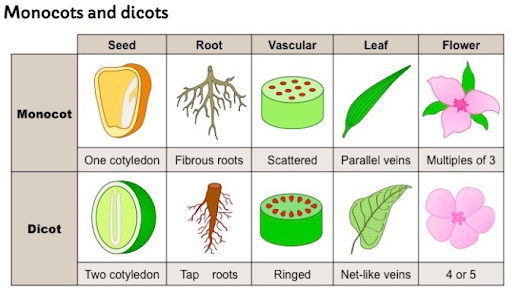 <ul><li><p>One cotyledon (seed)</p></li><li><p>Fibrous roots</p></li><li><p>Scattered vascular tubes</p></li><li><p>Parallel veins</p></li><li><p>Petals in multiples of 3</p></li></ul>