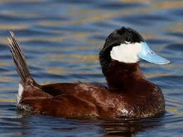 <p>shallow marshes, good swimmers, diving ducks, eat at night, bugs and plants</p>