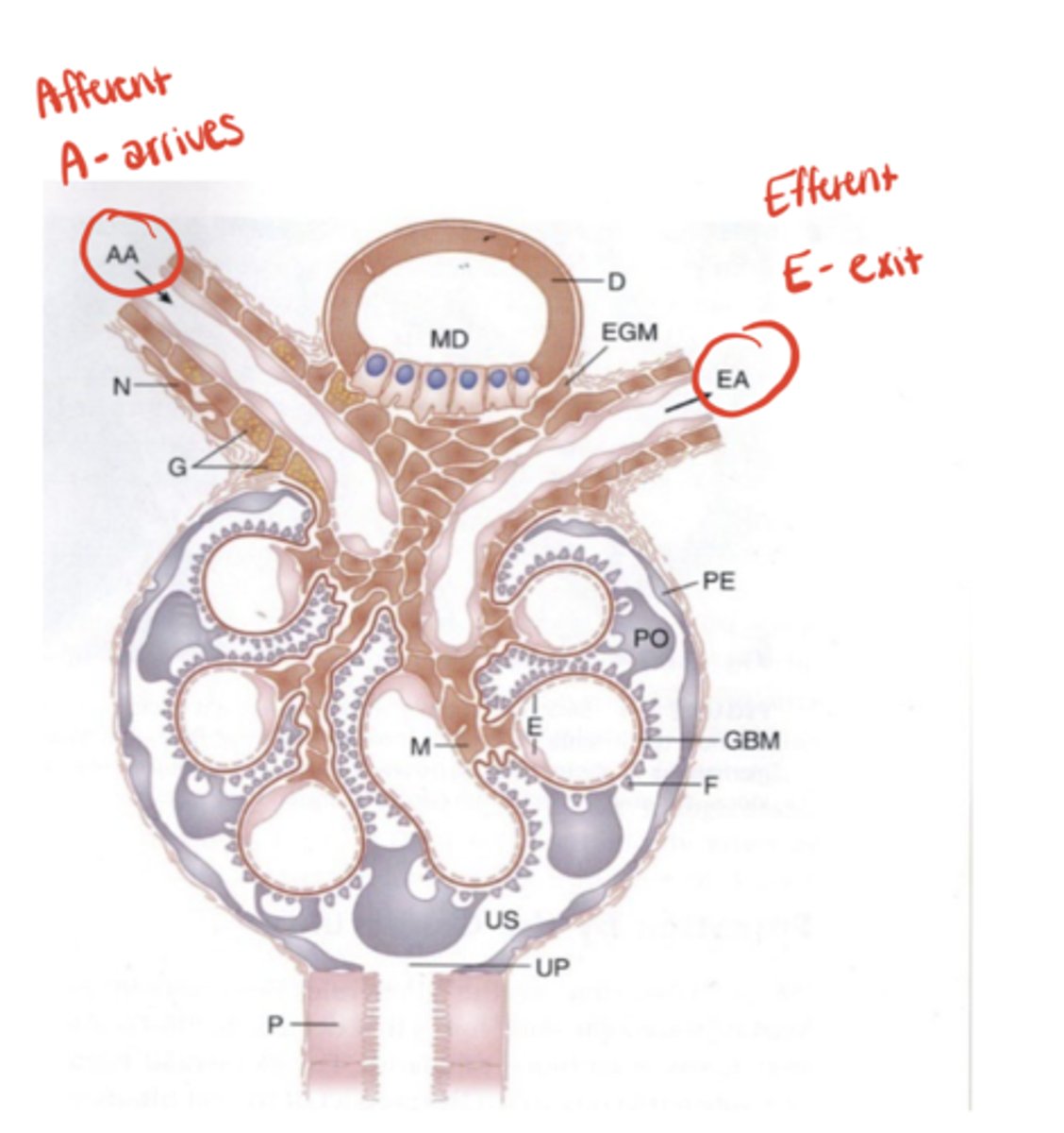 <p>It’s arranged in<strong> series</strong> between two resistance vessels — the afferent and efferent arterioles</p>