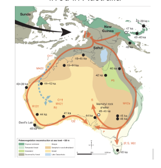 <ul><li><p>The large variation indicates a significant period of isolation and divergence from other populations, supporting the long duration of Aboriginal habitation in Australia</p></li></ul>