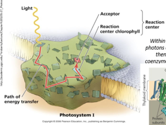 <ul><li><p>light-harvesting protein complex with accessory pigments (e.g. chlorophyll b, carotenoids, xantophylls, pheophytins)</p></li><li><p>reaction center - two chlorophyll a molecules</p></li><li><p>found in thylakoid membrane of chloroplasts of plants, algae, or cyanobacteria</p></li></ul><p></p>
