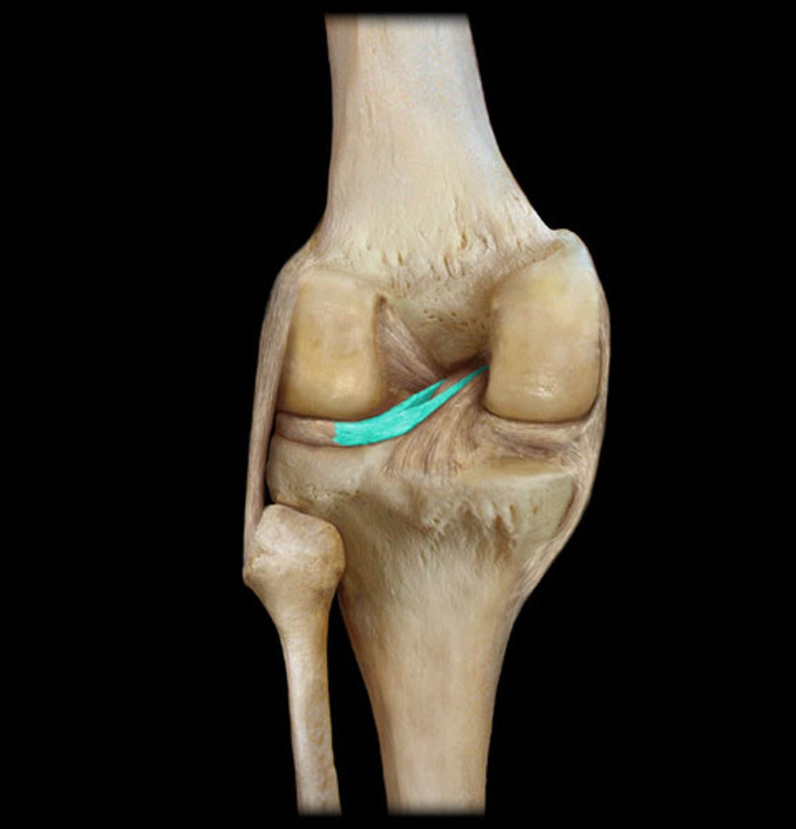 <p>- ligament between the lateral meniscus and medial condyle of the femur</p><p>- fibrous band on the posterior knee</p>