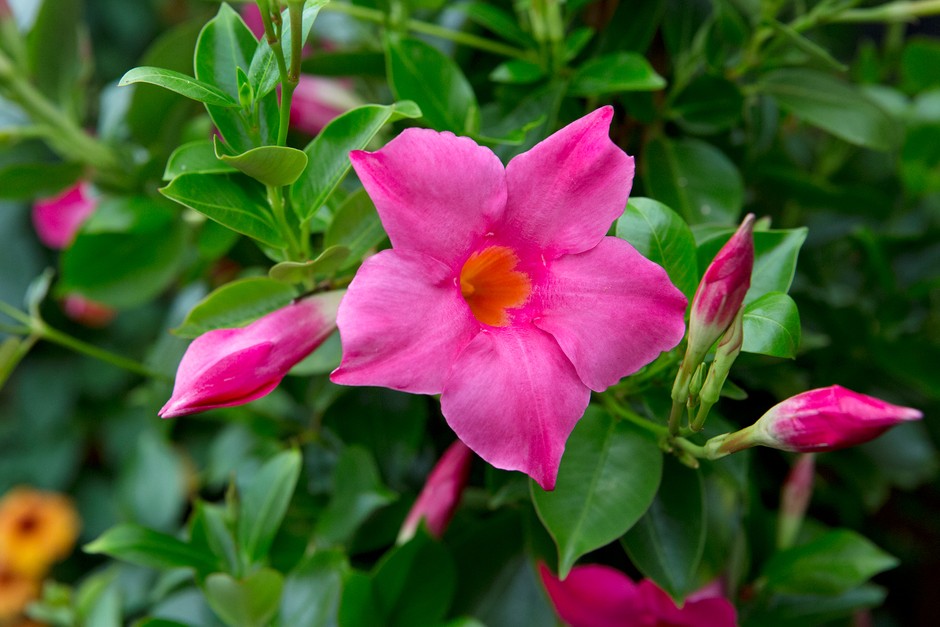 <p>What plant is this?</p>