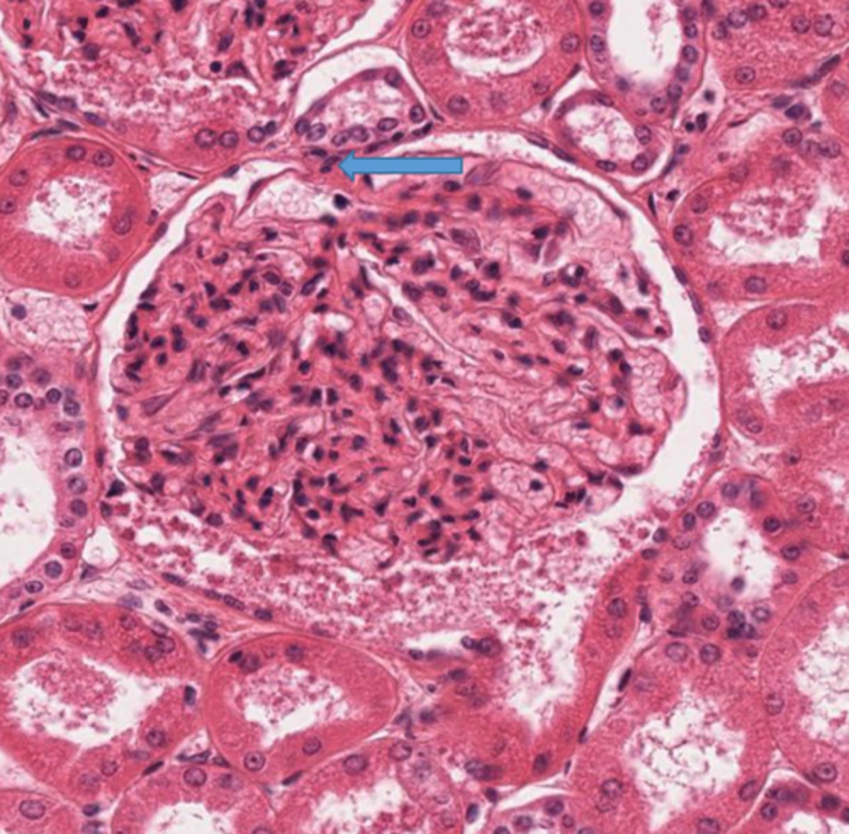 <p>Identify this portion of the glomerulus, communicating with the efferent and afferent arterioles</p>