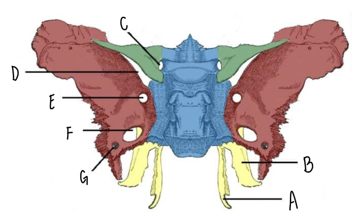<p>Name the part of the Sphenoid Bone labeled G</p>