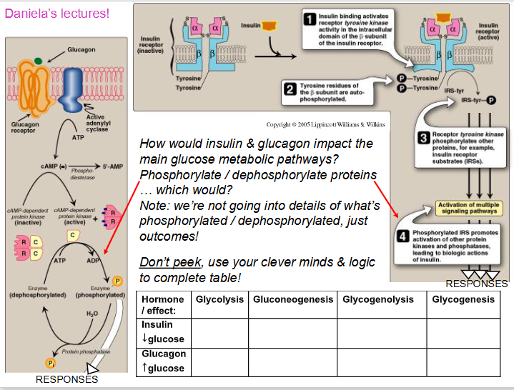 <p>How insulin and glucagon affect blood glucose</p>