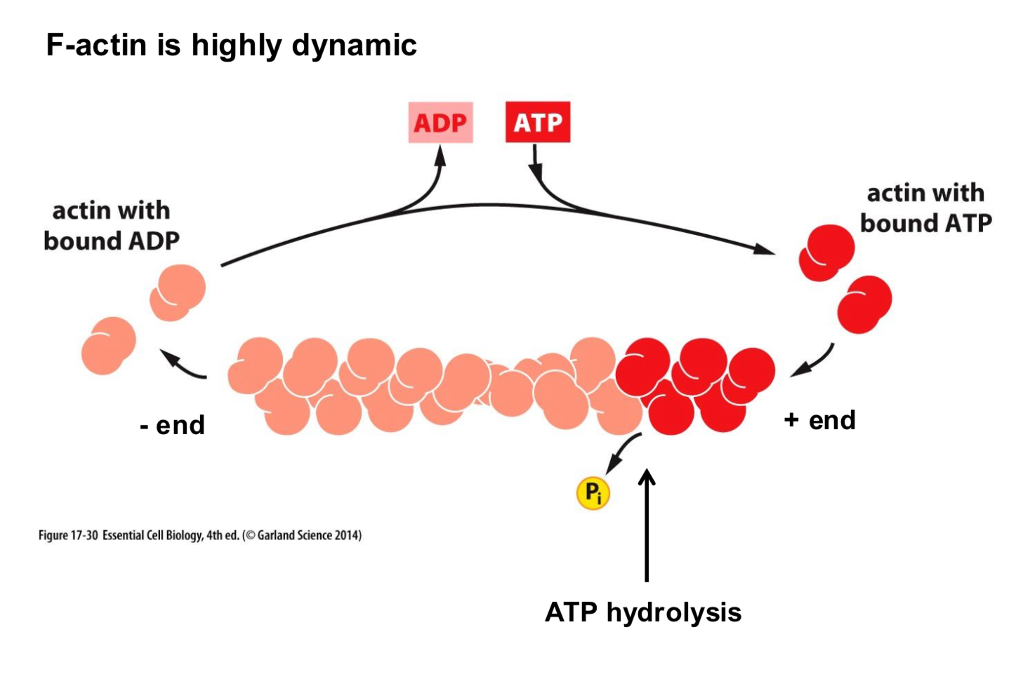 <p>The treadmilling of actin molecules</p>