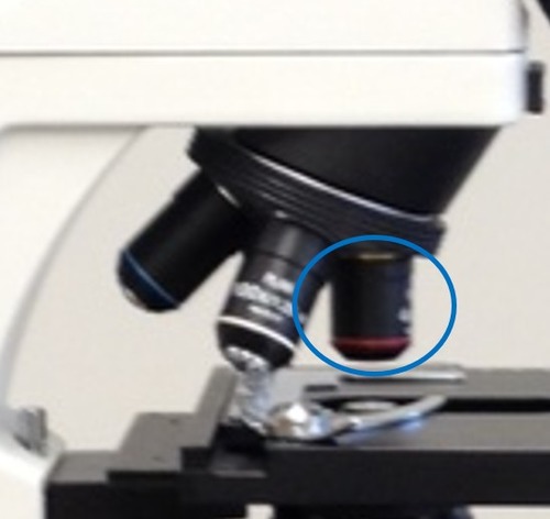 Calculate total magnification when using the circled objective lens