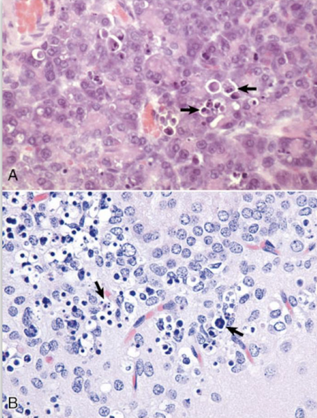 <p>What is this an image of?</p>