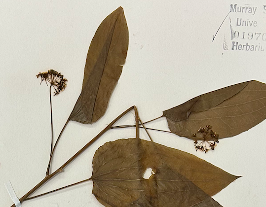 <p>Liliales</p><p>Smilacaceae</p><p>male flower</p>