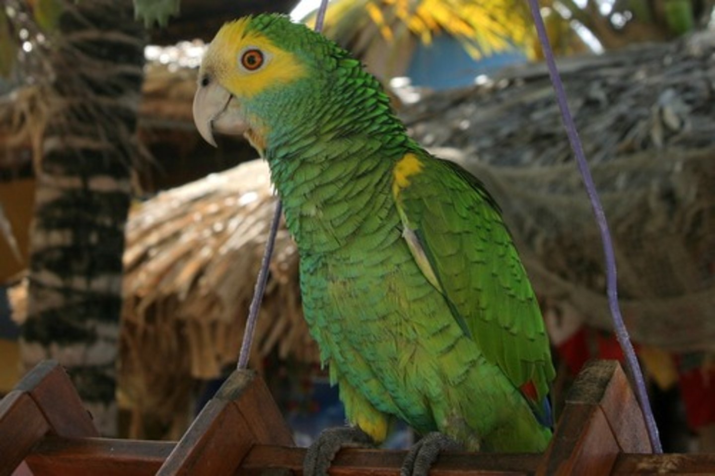 <p>en papegoja</p>