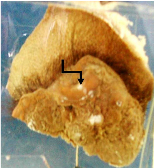 term image