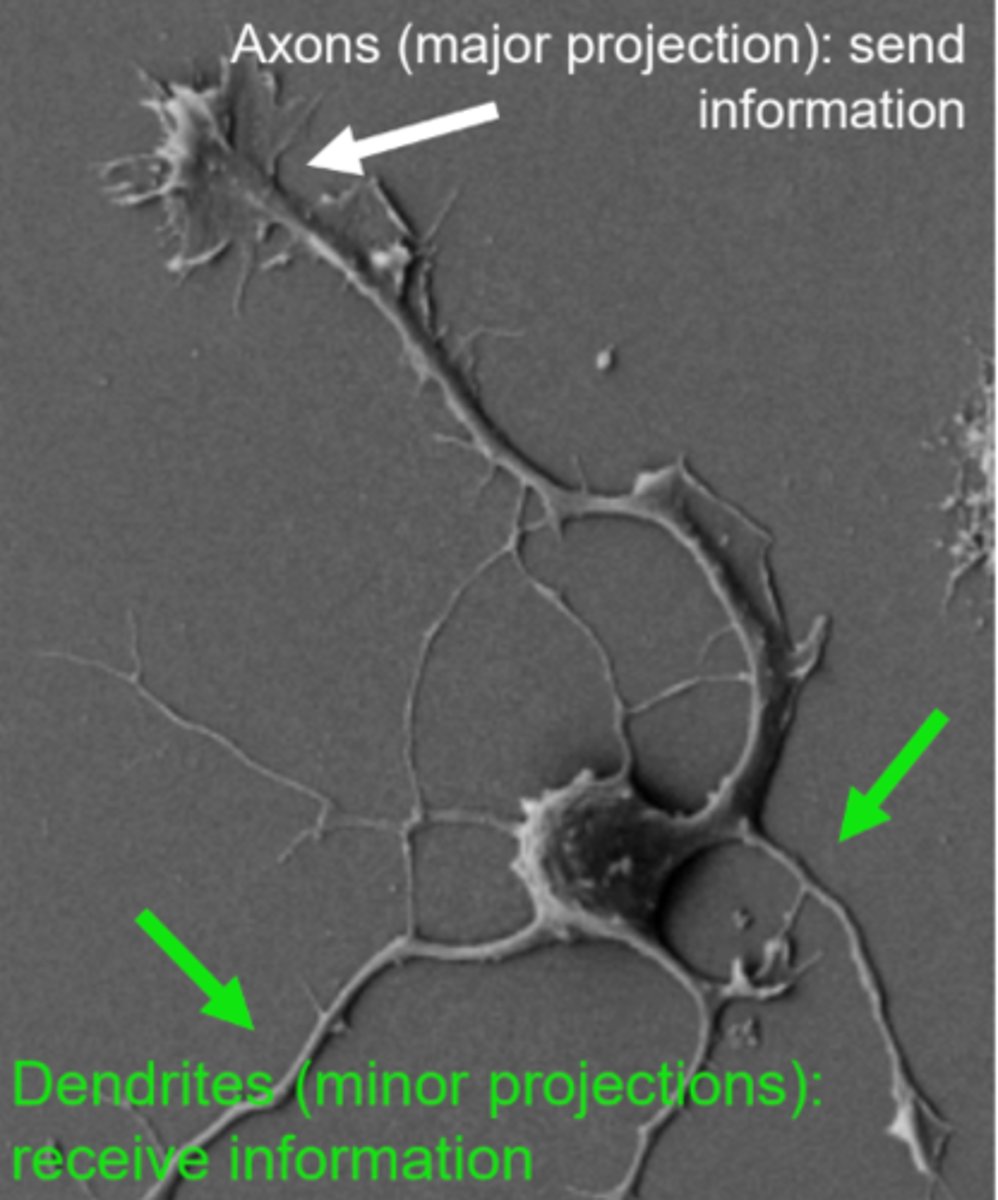 <p>Neurons are characterized by a single long axonal process that transmits information, and multiple dendritic processes that receive information. They are uninucleate and transfer information between brain cell and other organs.</p>