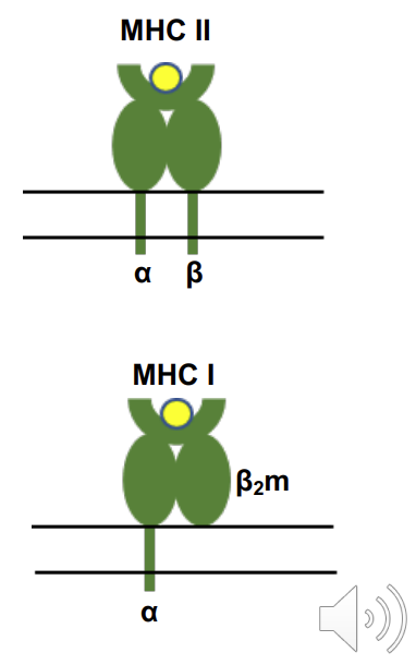 <p>MHC <strong>class I:</strong> overall structure similar but<strong> α polypeptide is larger</strong> and forms complete peptide binding domain. β2microglobulin (β2m)<strong> not transmembrane - <em>still there just not transmembrane .</em></strong></p>