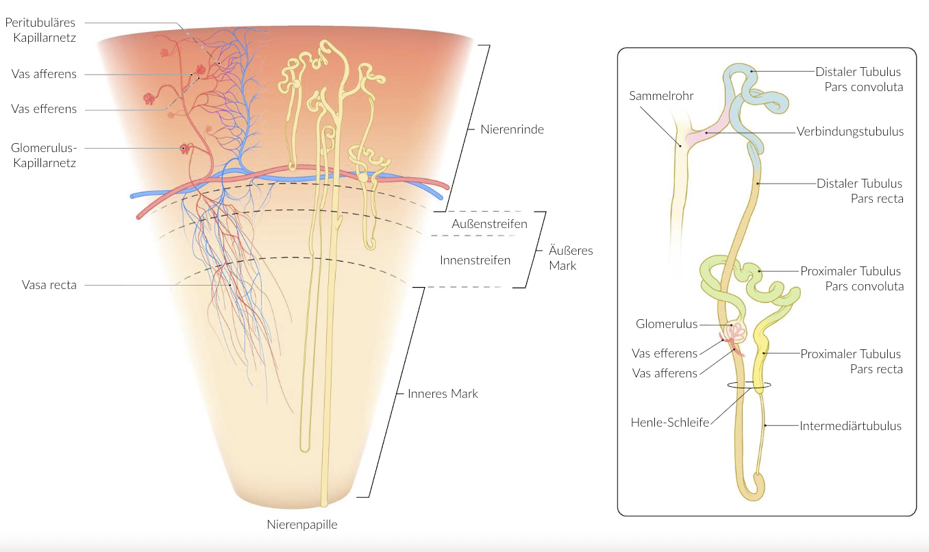 <p>B. It leads to a decrease in the O₂ concentration in the renal medulla.</p>