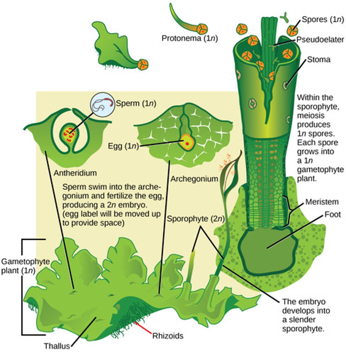 <p>in gametangia (protective structures) <br>on gametophytes</p>