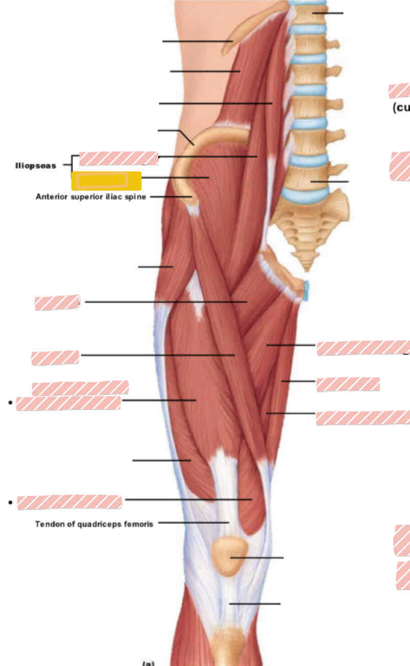 <p><span>Anterior leg (above knee)</span></p>