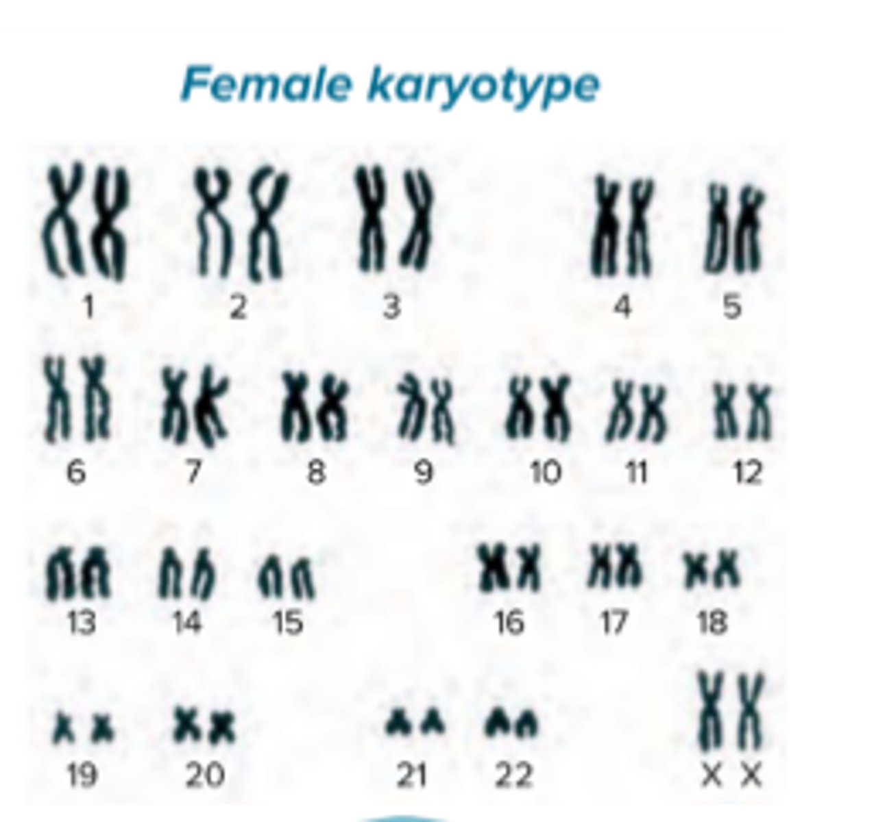<p>Two X chromosomes</p>