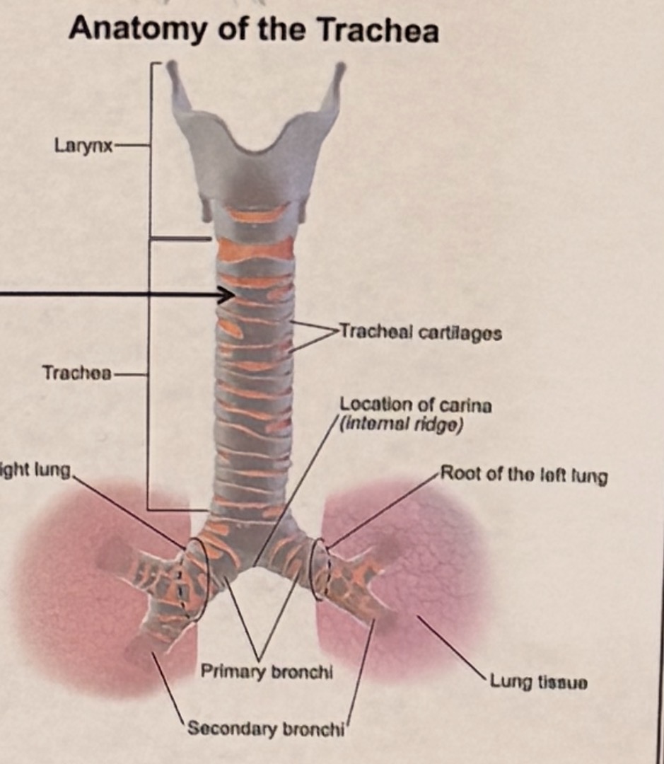 <p>briefly describe these rings </p>