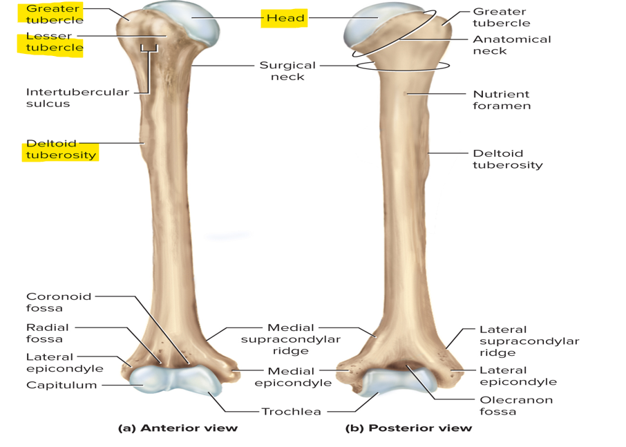 <p>Head articulates with the glenoid cavity of the scapula</p><p>Greater and lesser tubercles</p><p>Deltoid tuberosity - an attachment to the deltoid muscle</p>