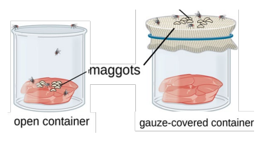 <p><strong><u>disproved abiogenesis </u></strong>for <strong><u>macro</u></strong>scopic organisms (i.e. maggots)</p><p>&gt; open container vs. guaze covered container</p>