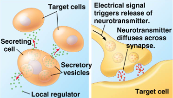 <p>cells communicating in a local area</p><ul><li><p>paracrine signaling: cells secrete short lived chemical signals to local cells to elicit a joined response</p><ul><li><p>neurotransmitters</p></li></ul></li></ul><p></p>