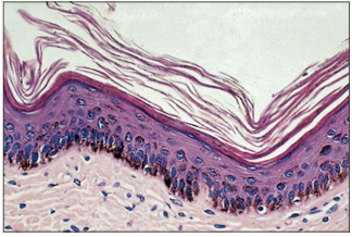 <p>name of histologic slide:</p><p>Specie:</p><p>Stain used:</p>