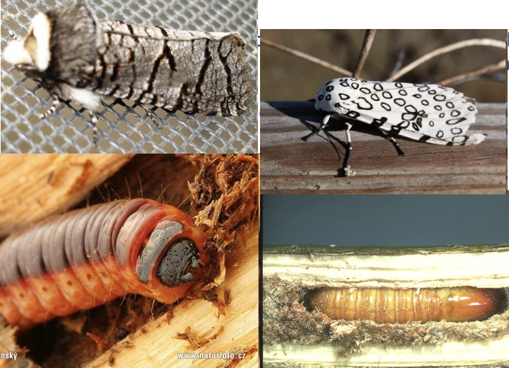 <p><strong><span>Goat moths – </span></strong><span>larvae bore wood – usually only trees/shrubs not building material – may emerge if bad kiln drying</span></p><p><strong><span>Wood leopard moths – </span></strong><span>same as goat moths</span></p>
