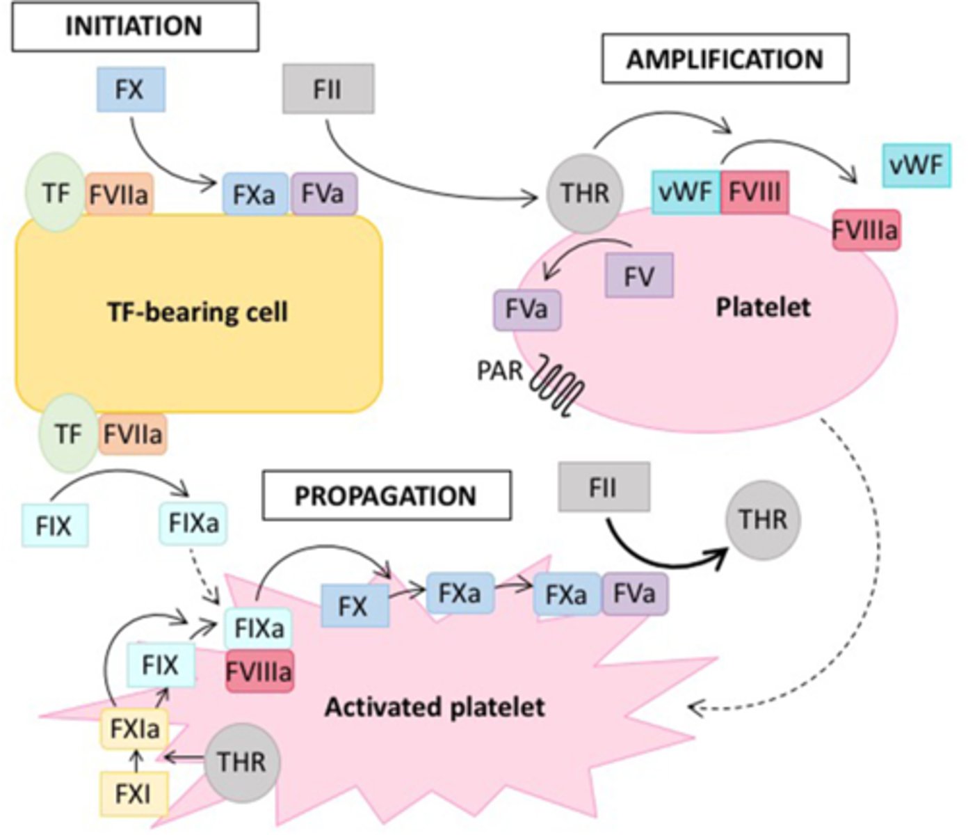 <p>Occurs on the surface of platelets</p><p>­</p><p>1. Thrombin (IIa) generated from initiation activates…</p><p>- Platelets</p><p>- Factor V, VIII, and XI</p><p>2. IX → IXa: XIa catalyzes the activation of IX, providing supplemental IXa at the platelet surface</p>