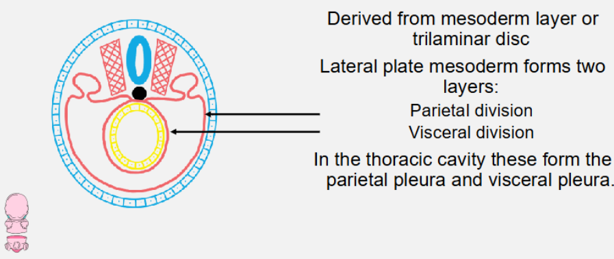 <ul><li><p>derived from mesoderm layer or trilaminar disc</p></li><li><p>lateral plate mesoderm forms two layers:</p><ul><li><p>parietal division</p></li><li><p>visceral division</p></li></ul></li><li><p>in thoracic cavity these form parietal and visceral pleura</p></li></ul><p></p>