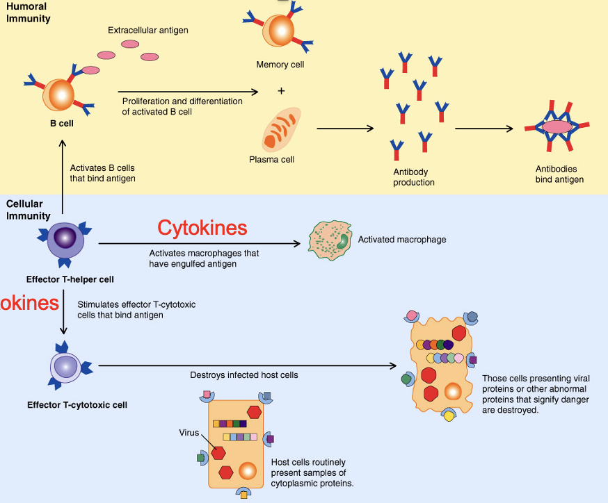 <p><span><span>Adaptive immunity results from B-cell induced humoral immunity because it and T-cell driven cell-mediated immunity</span></span></p>