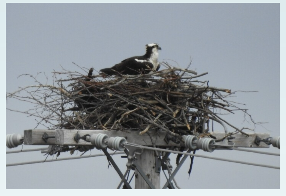 <p>Sticks, barks, vines, grass, built near top of tree or poles near body of water, nests are reused; eg. osprey. </p>
