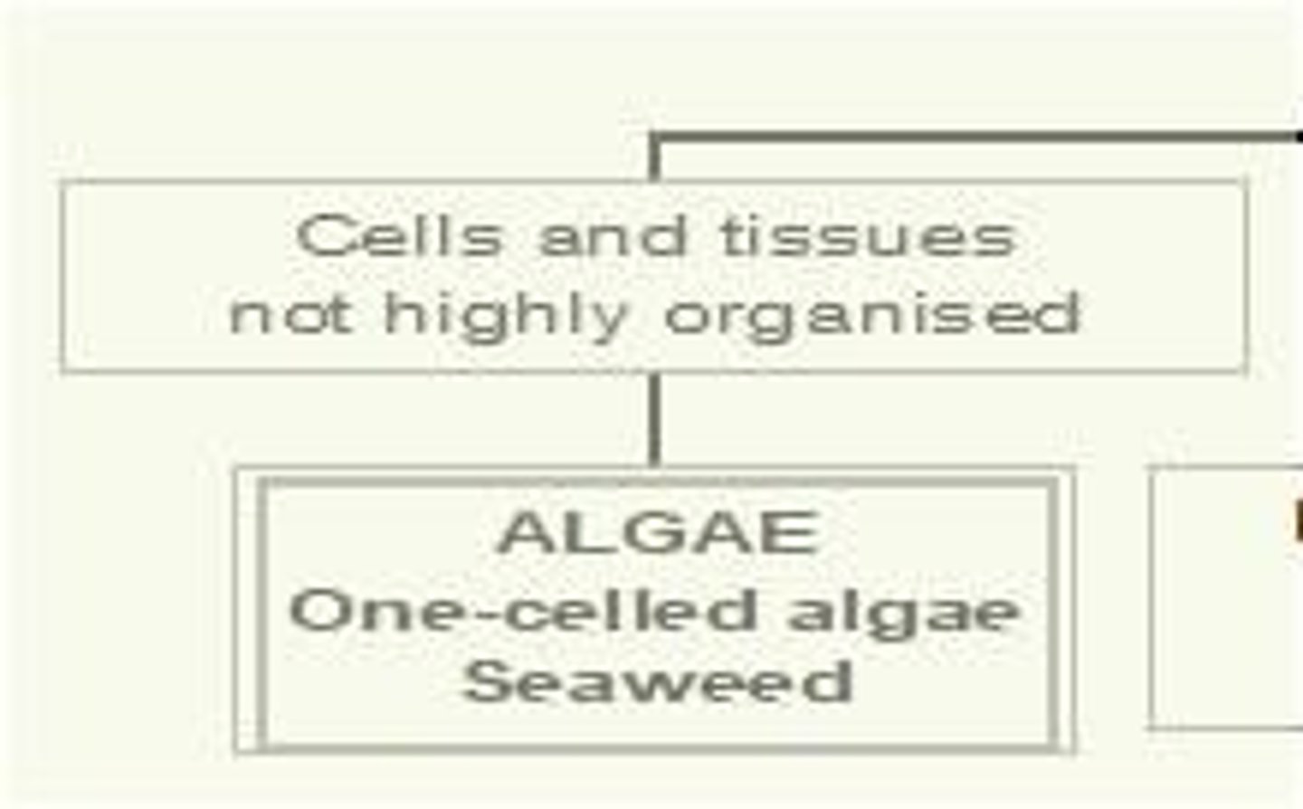 <p>One-celled organisms that can be used as food, often found in aquatic environments.</p>