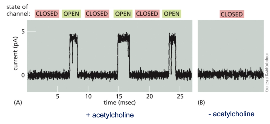 <p>it is used to monitor ion channel activity through measuring the current through a single ion channel </p>