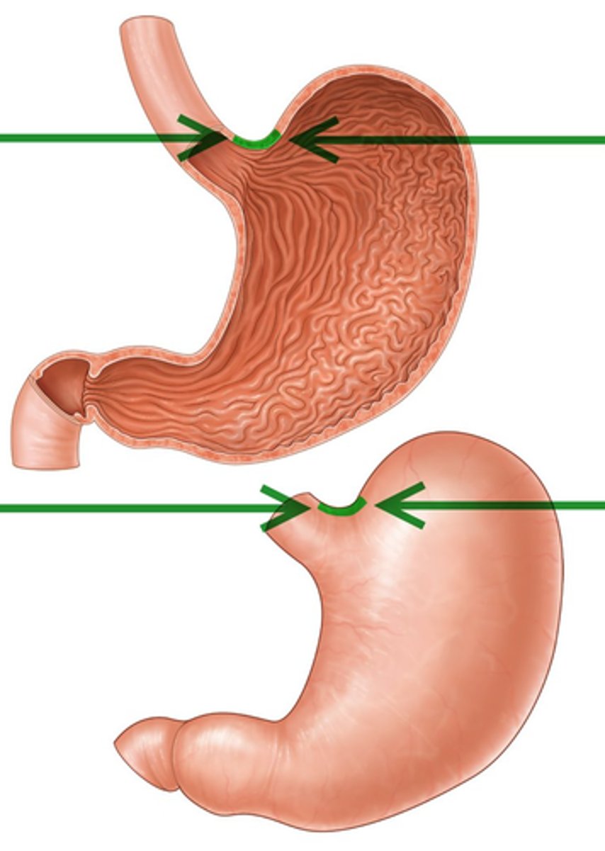 knowt flashcard image