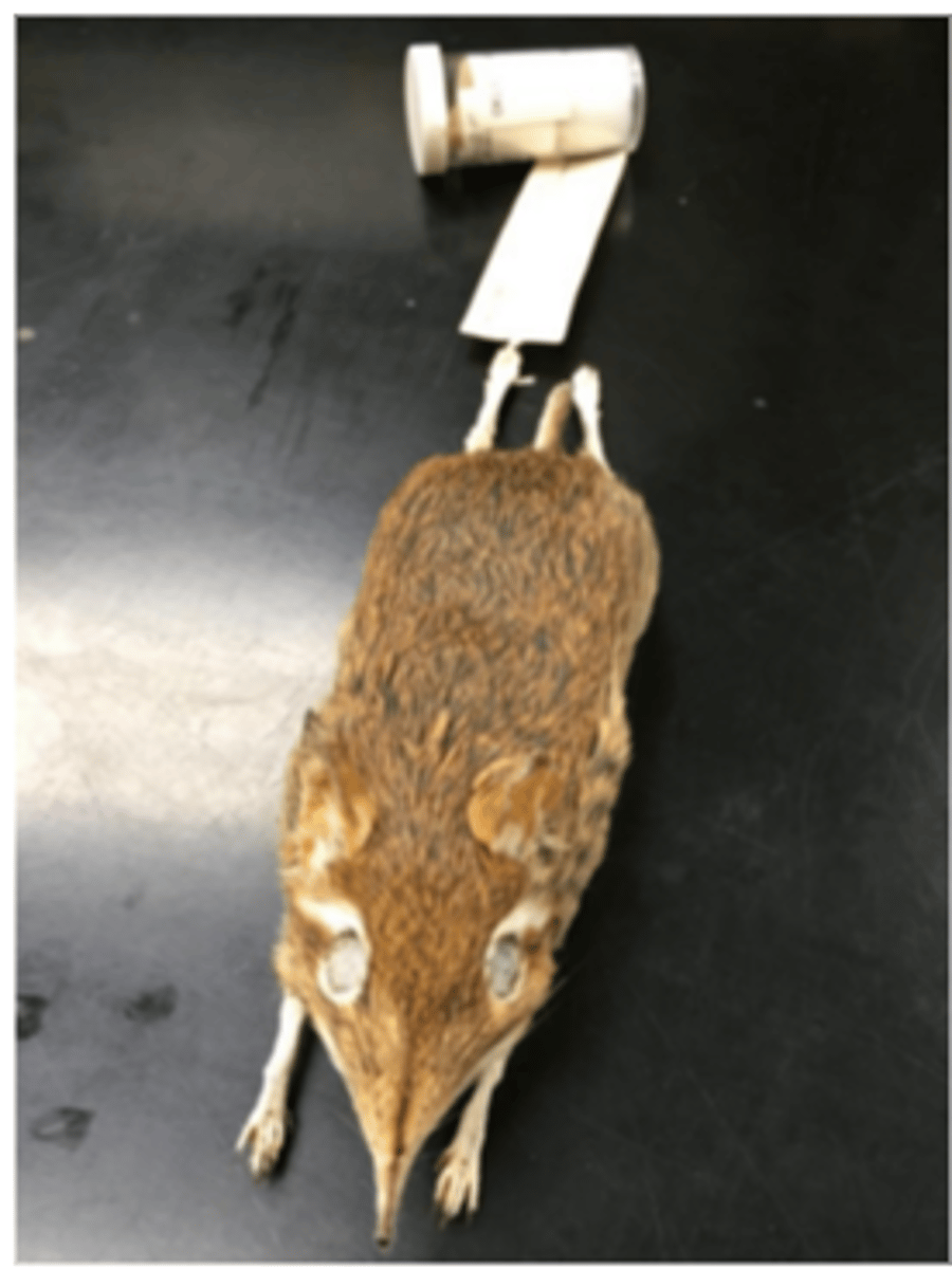 <p>Infraclass, clade, order, family?</p>